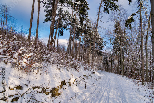 Obraz na płótnie A snowy forest with trees covered in snow. The trees are bare and the snow is deep. The scene is peaceful and serene. Germany. w salonie