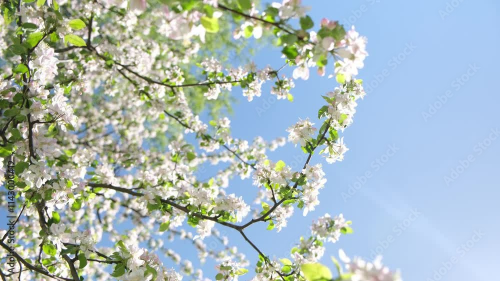 Spring cherry blossom flowers against blue sky Spring cherry blossom flowers against blue sky