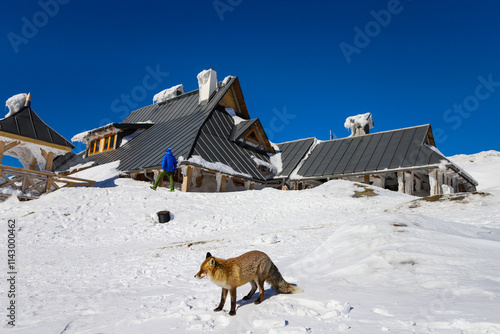 Fototapeta Naklejka Na Ścianę i Meble -  Połonina Wetlińska - Bieszczady Mountains