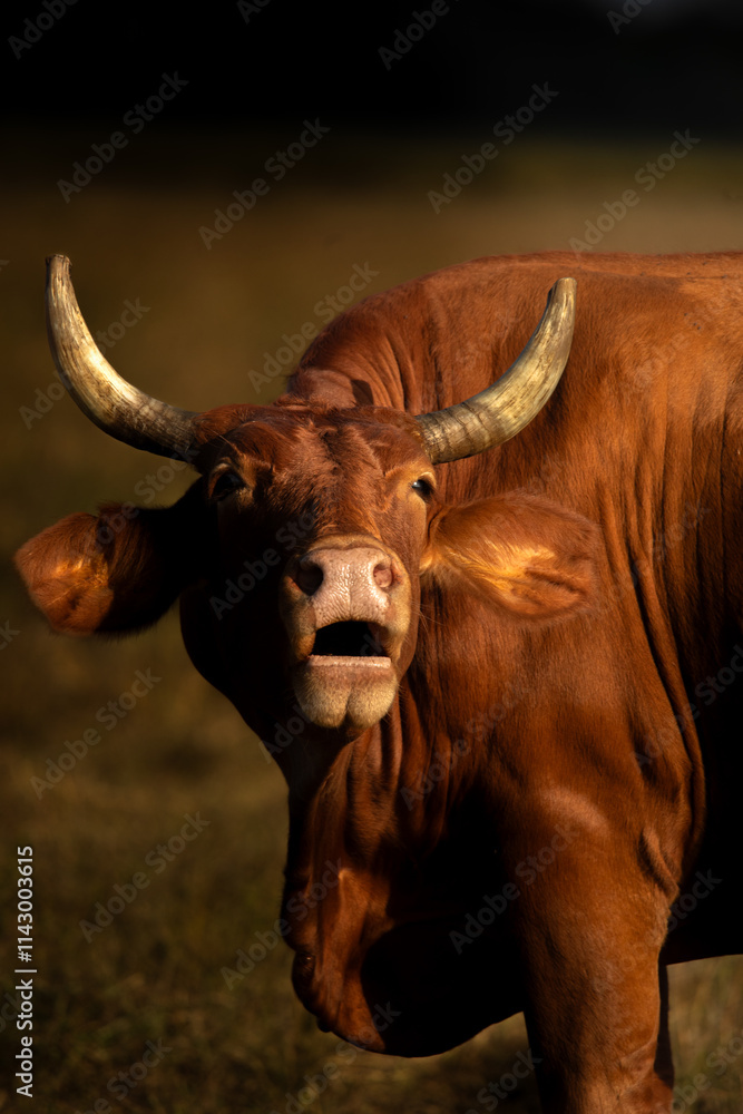 Bay City, Texas, USA - October 19, 2024 - Cattle at a ranch in South Texas. Bay City, Texas, USA - October 19, 2024 - Cattle at a ranch in South Texas.
