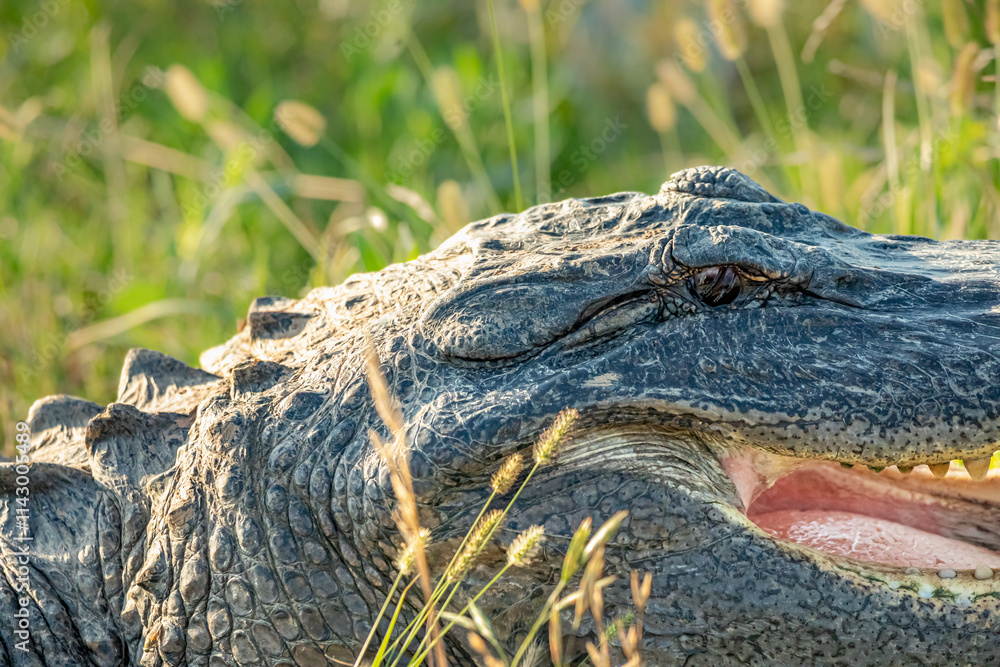 Obraz premium Brazoria National Wildlife Refuge, Brazoria, Texas - May 18, 2024 - American Alligator in a marsh along the Texas Gulf Coast. 