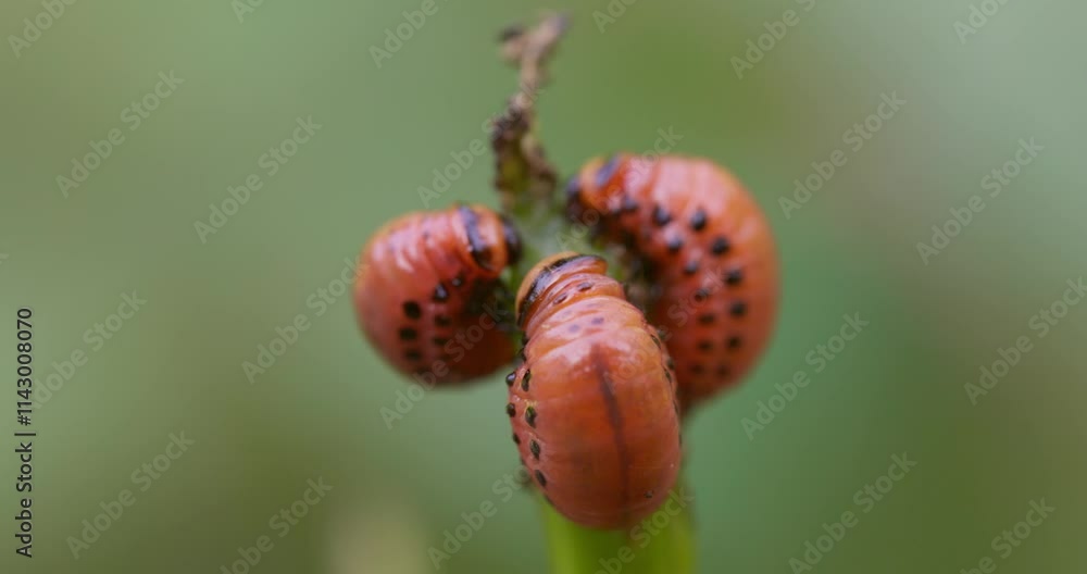 Colorado Potato Beetle Larvae on Plant Stem Colorado Potato Beetle Larvae on Plant Stem