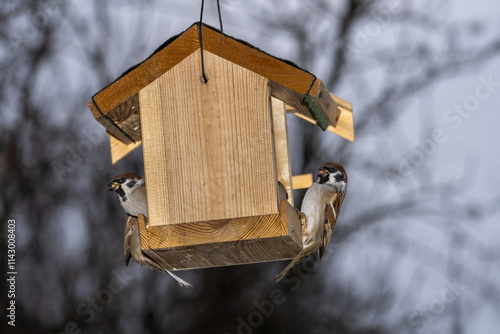 The sparrow that was sitting in its cage. Eurasian Tree Sparrow - Passer montanus. photo