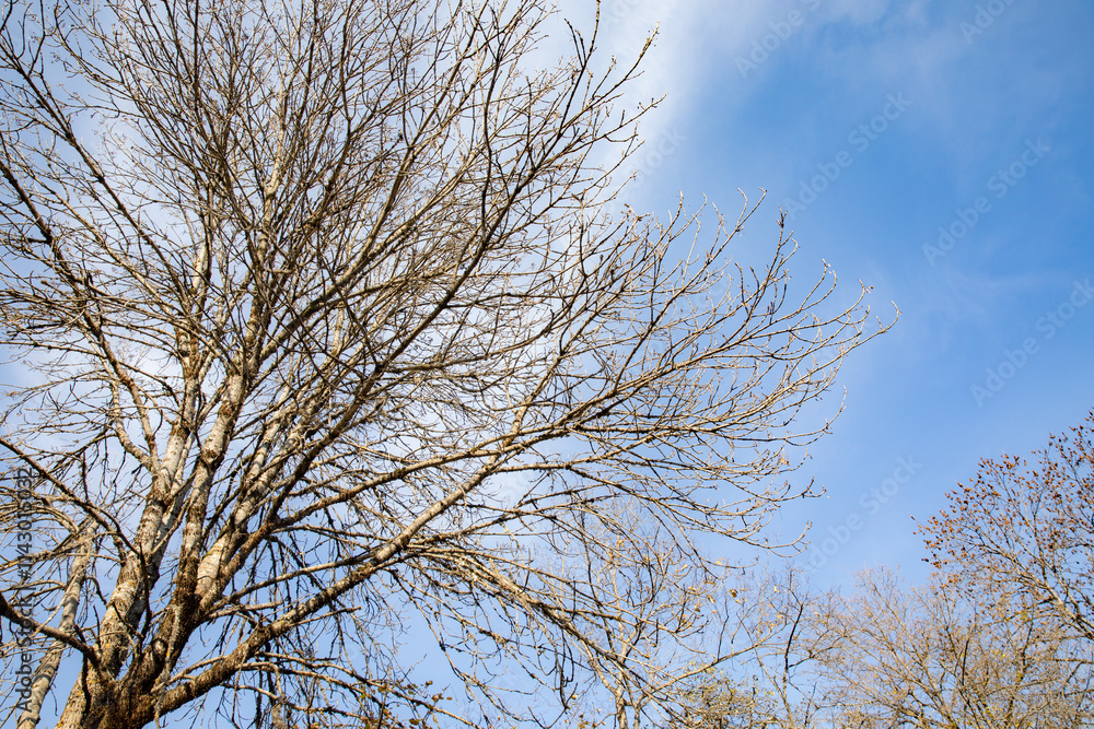 bare trees against the sky bare trees against the sky