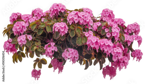 PNG Flower bush in wedding plant horticulture.
