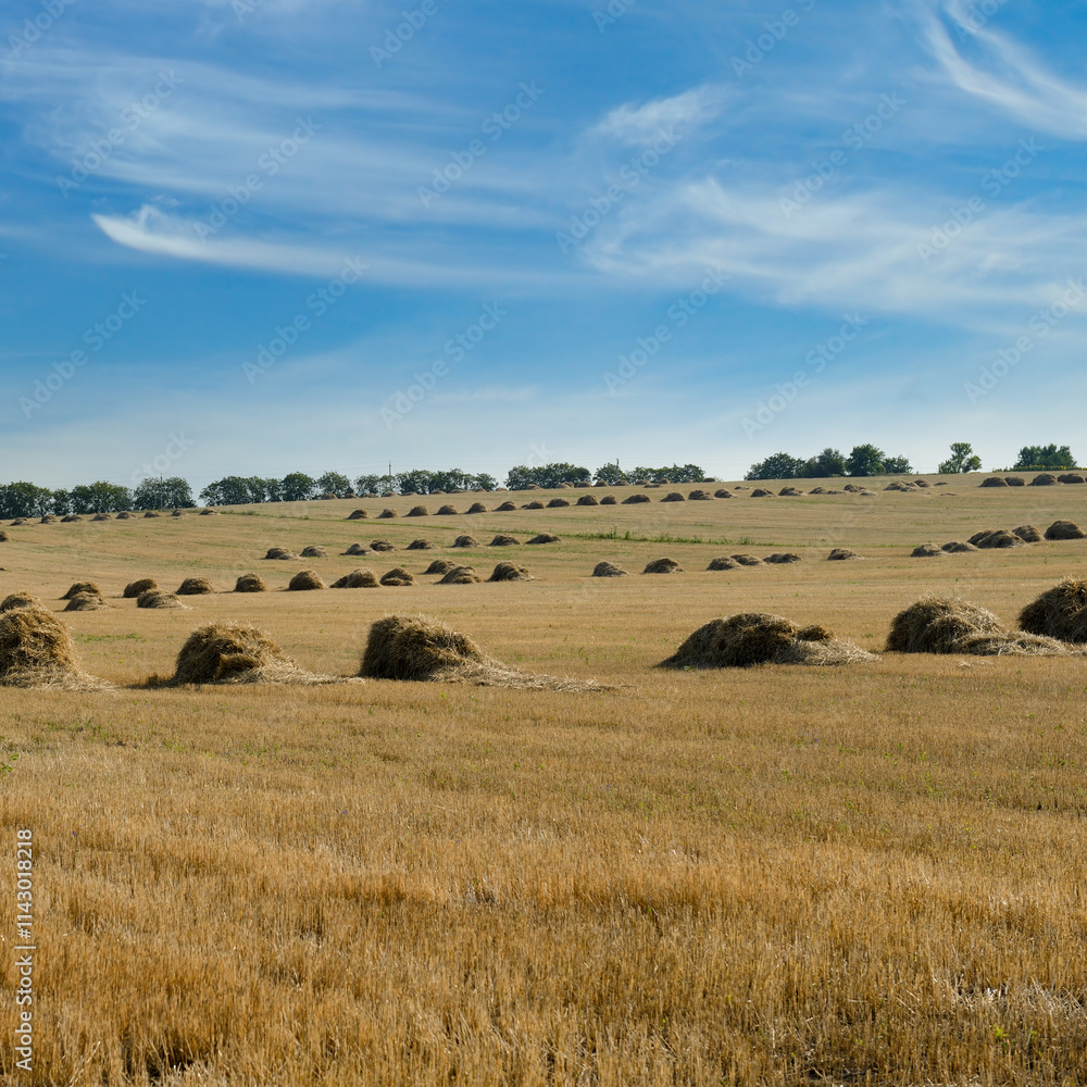 Stubble in harvested wheat field and sky. Stubble in harvested wheat field and sky.