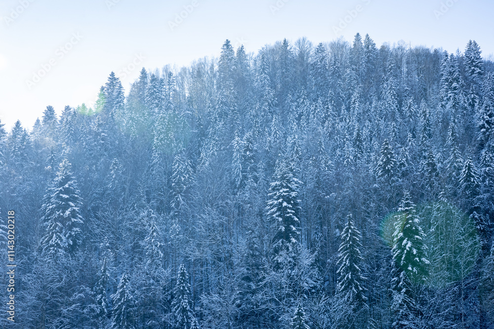 Obraz premium Winter wonderland: snow covering pine trees in a magical forest