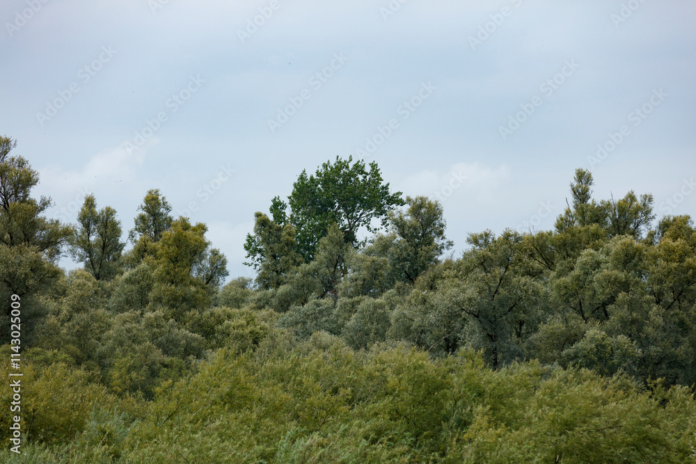 Dense foliage covers a hillside, with varied shades of green trees and shrubs. Light sky suggests a partly cloudy day. Dense foliage covers a hillside, with varied shades of green trees and shrubs. Light sky suggests a partly cloudy day.
