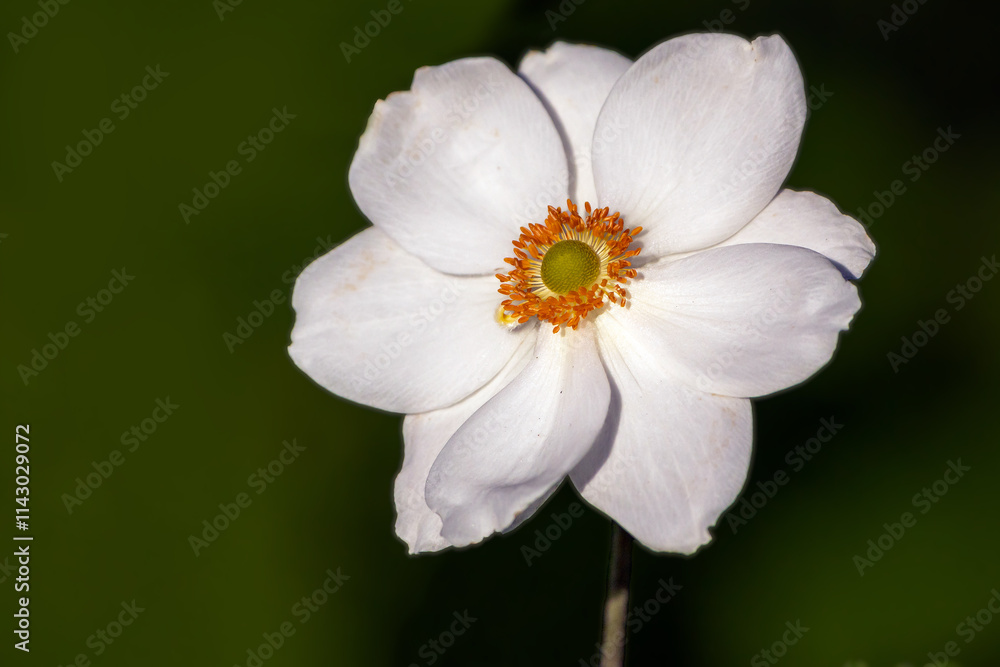 Anemone Anemone