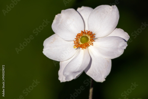 Anemone