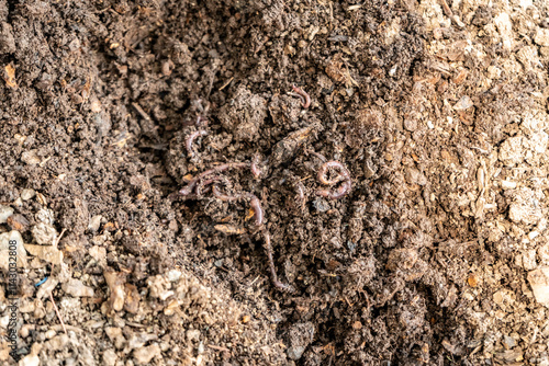 Worms in Organic Soil in San Juan de Lurigancho, Lima, Peru photo