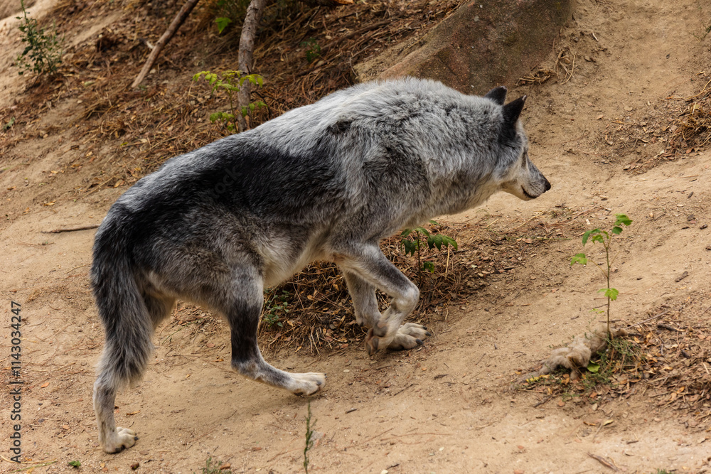 Gray Wolf Walking on Dirt Trail Outdoors Gray Wolf Walking on Dirt Trail Outdoors