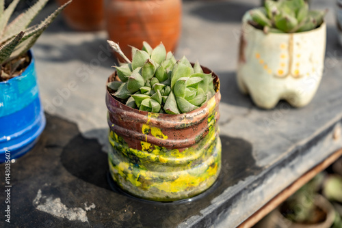 Obraz na płótnie Small Orange Pots with Succulents on a Black Table Outdoors on a Sunny Day w salonie