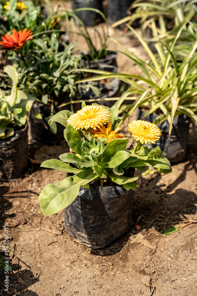 Young Plant Flowering in Black Recycled Plastic Bags in a Greenhouse Nursery