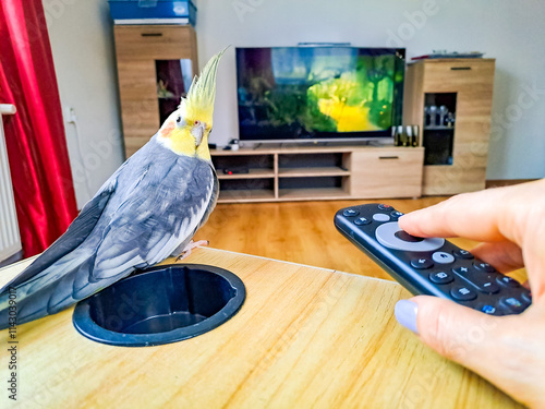 woman watching Smart TV and using remote control with pet cockatiel bird photo