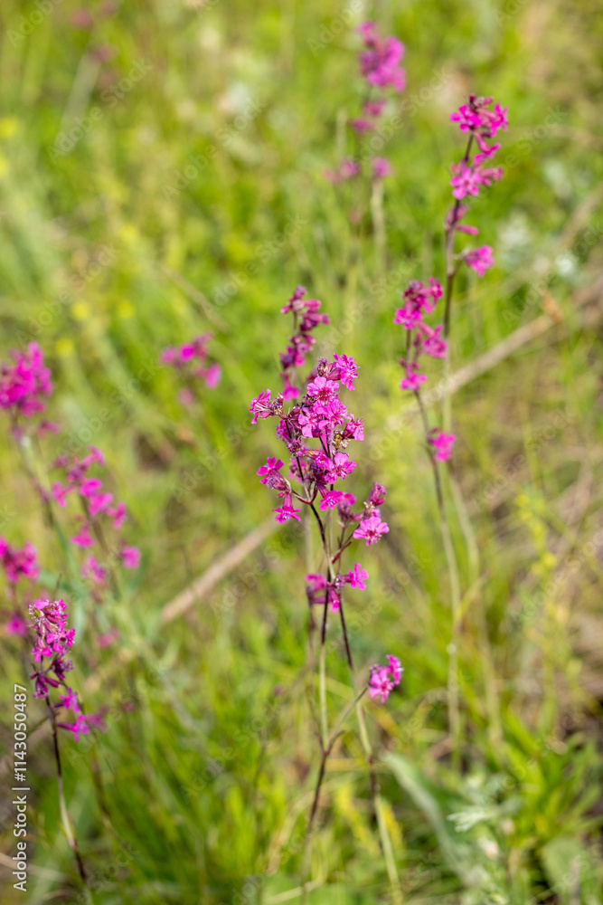 Blooming viscaria vulgaris flowers in green meadow: vibrant purple blossoms in nature's beauty Blooming viscaria vulgaris flowers in green meadow: vibrant purple blossoms in nature's beauty