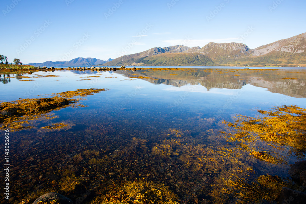 Obraz premium Autumn landscape in Lofoten Islands, Northern Norway, featuring colorful foliage, and a peaceful fjord.
