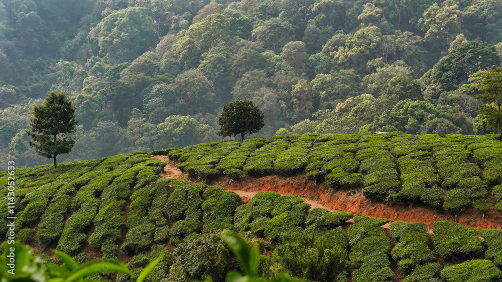 Fototapeta premium Beautiful tea garden farm plantation with misty valley and mountain