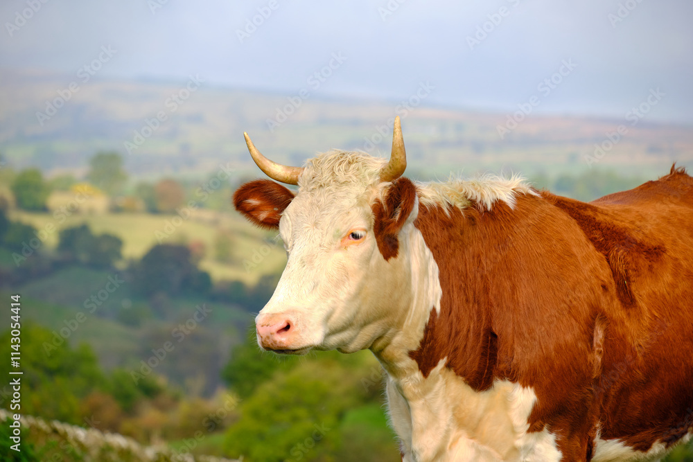 Brown and white bull in a field Brown and white bull in a field