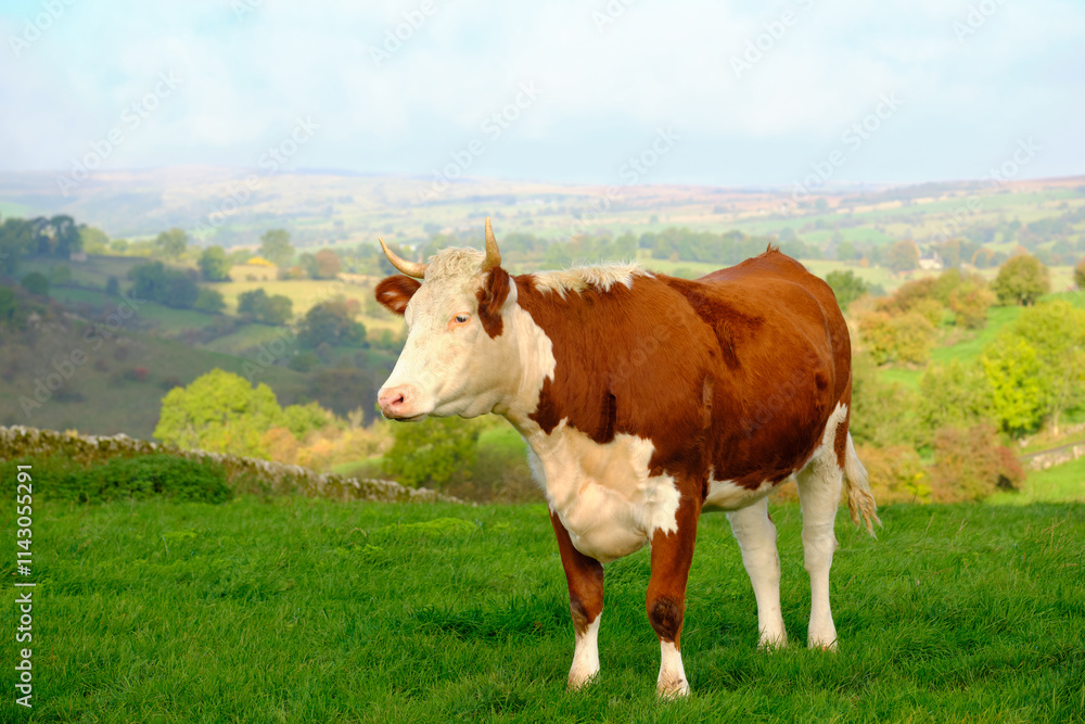 Brown and white bull in a field Brown and white bull in a field