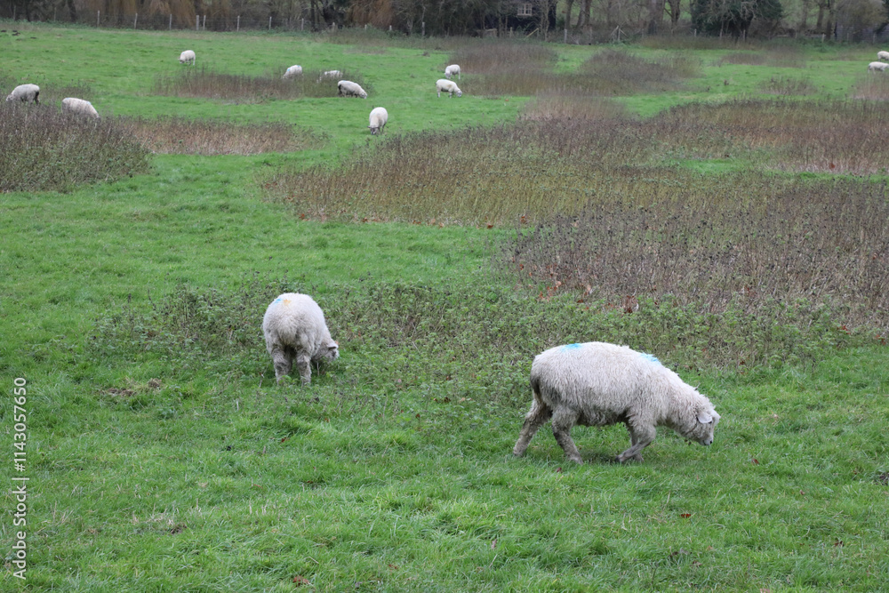 Field of sheep in the village of Bridge, near Canterbury, Kent. Field of sheep in the village of Bridge, near Canterbury, Kent.