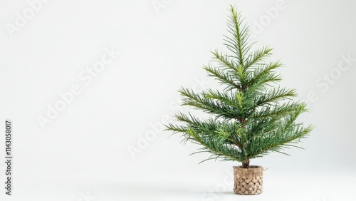 A small Christmas tree is sitting in a pot