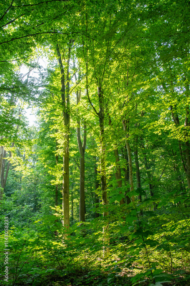 Fototapeta premium Sunlight in the green forest, spring time