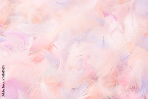 Colorful feather background, top view.