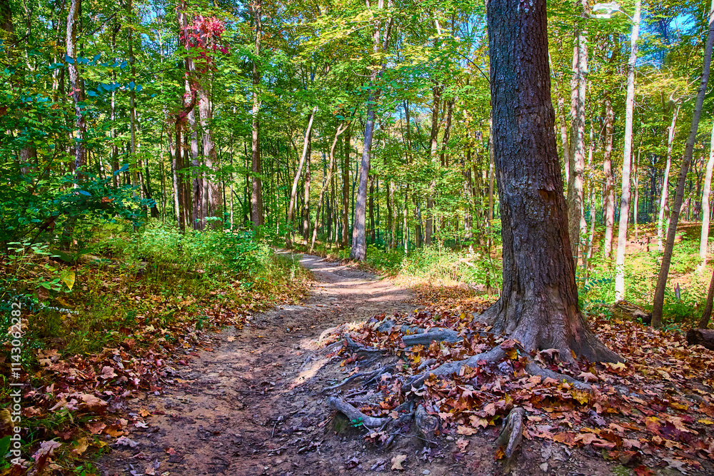 Obraz premium Autumn Forest Path Mt Airy with Eye Level Perspective