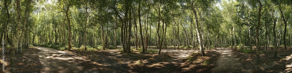 Lush White Birch Grove in Summer: Expansive Panoramic Landscape of Nature's Green Wonderland Lush White Birch Grove in Summer: Expansive Panoramic Landscape of Nature's Green Wonderland
