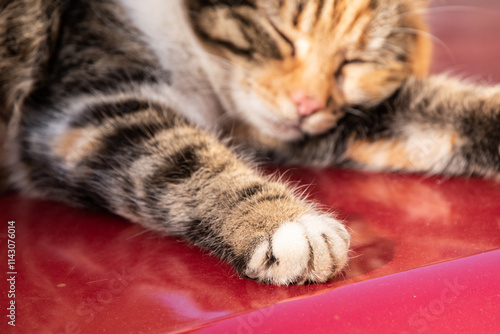 Cute cat sleeping on red car roof. Close up of paw.