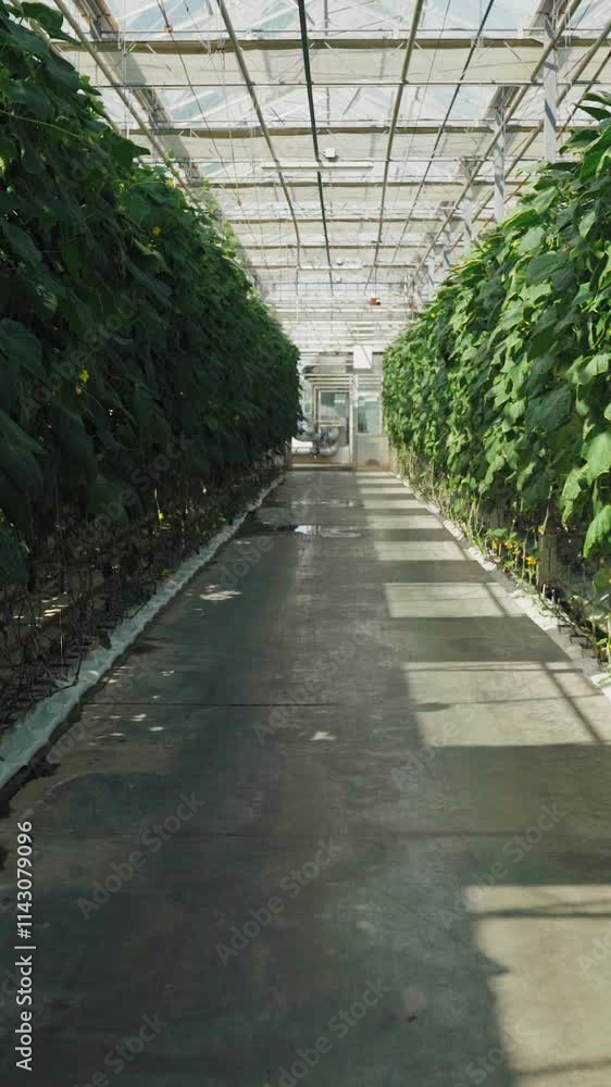 Huge modern greenhouse plantation of cucumber plants. Growing vegetables hydroponically. Many large plants grow in rows in a greenhouse. Agriculture, agribusiness, growing cucumbers using hydroponics Huge modern greenhouse plantation of cucumber plants. Growing vegetables hydroponically. Many large plants grow in rows in a greenhouse. Agriculture, agribusiness, growing cucumbers using hydroponics
