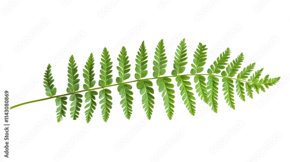 Fern, transparent background Fern, transparent background