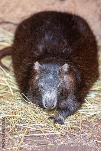 Obraz na płótnie Cuban hutia also hutia-conga also Desmarest's hutia (in german Hutiaconga also Greifschwanz-Ferkelratte also Kuba-Baumratte) Capromys pilorides w salonie