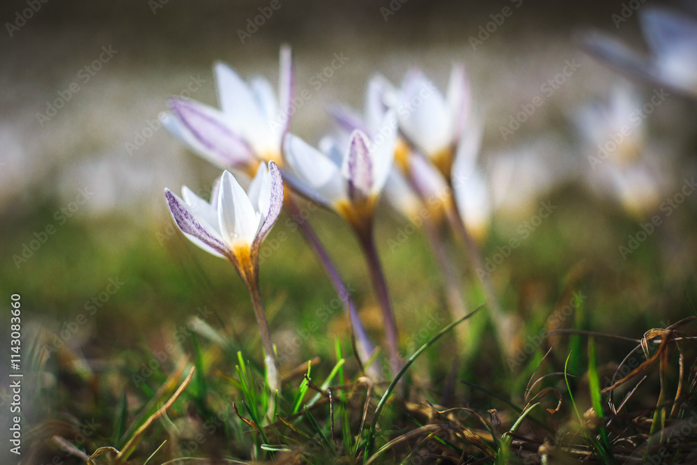 White Crocuses in Spring 