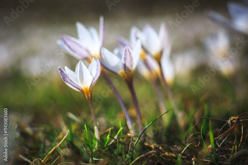 White Crocuses in Spring  photo