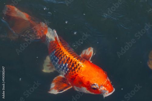 This beautiful koi fish was seen swimming through the water. The orange and black scales of the fish stand out from the clear water. This carp’s whiskers sticking out with mouth scooping food. photo