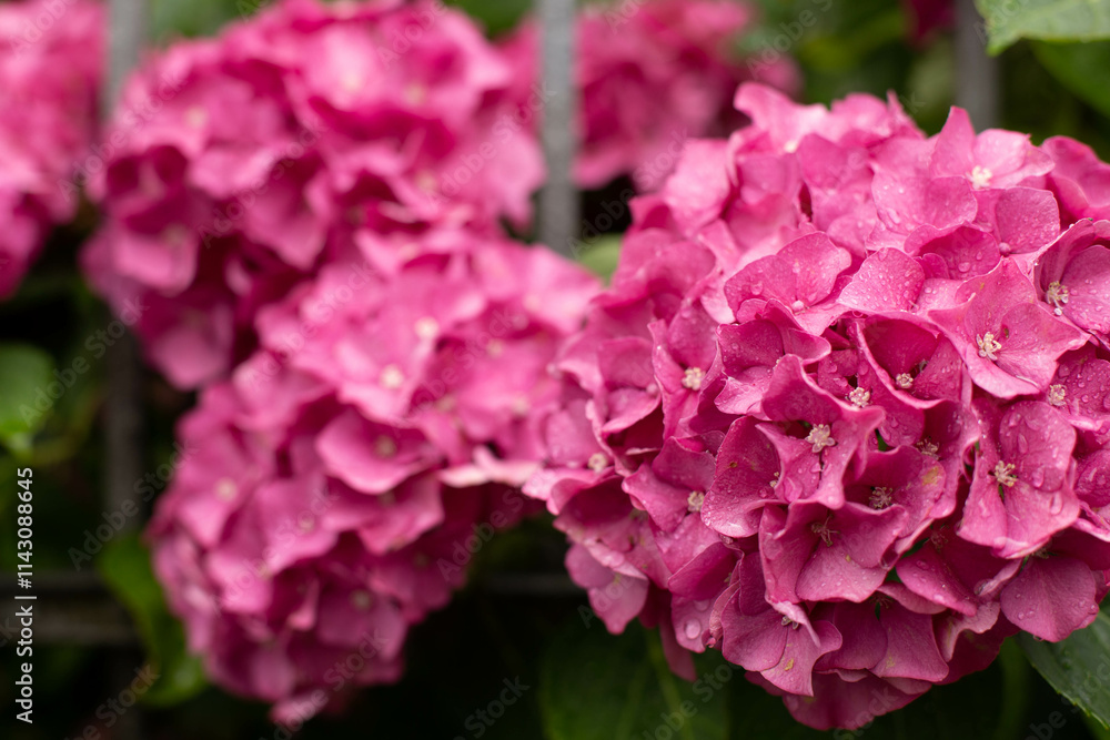 Pink hydrangea bush with raindrops. Pink hydrangea bush with raindrops.