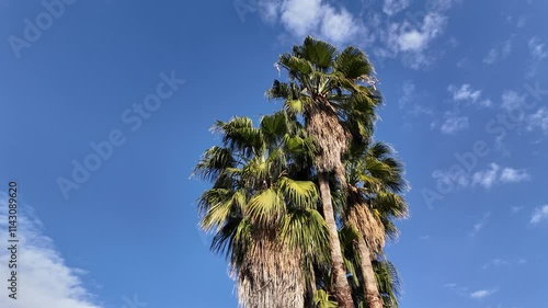 palm trees against blue sky