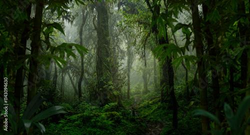 Southeast Asian rainforest with deep jungle