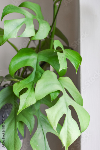 Vertical image of Monstera Minima (Philodendron Rhapidophora). photo