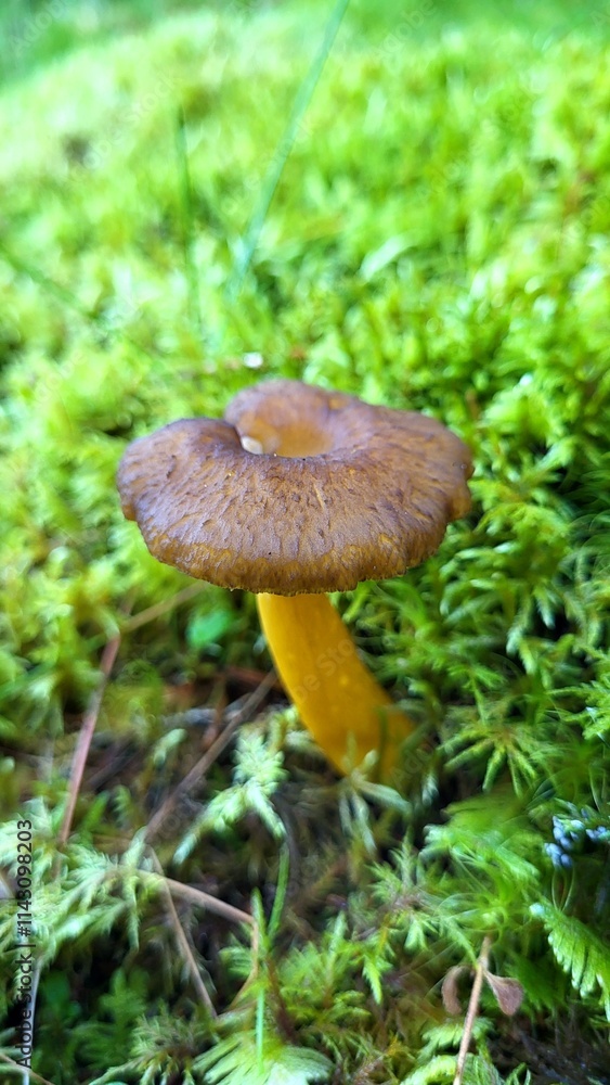 mushroom in the forest mushroom in the forest