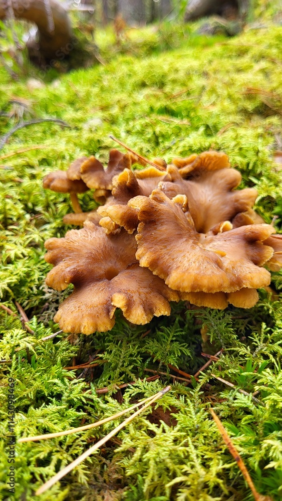 mushrooms chanterelle on a moss mushrooms chanterelle on a moss