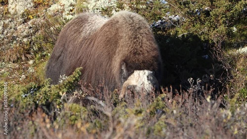 A Musk Ox in Dovrefjell National Park, Norway, surrounded by snow and vegetation, with its impressive horns.