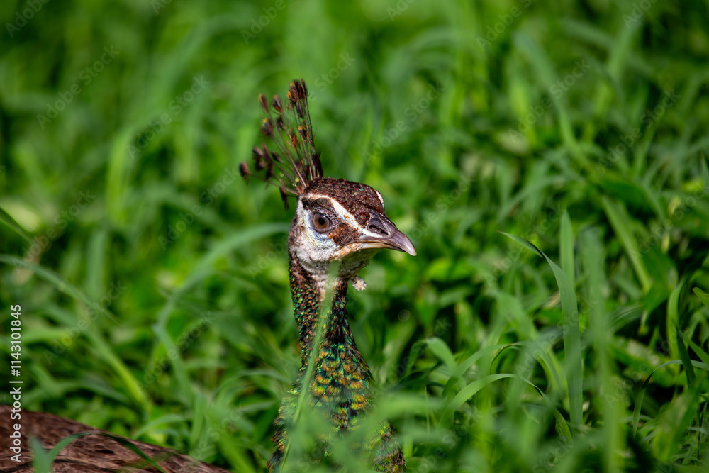 Female Indian Peafowl (Pavo cristatus) - Found in forests and grasslands of the Indian subcontinent Female Indian Peafowl (Pavo cristatus) - Found in forests and grasslands of the Indian subcontinent
