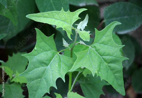 In nature, Atriplex sagittata (Atriplex nitens) grows as a weed photo