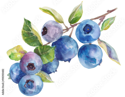 Watercolor clipart of sprig with blueberries png on transparent background