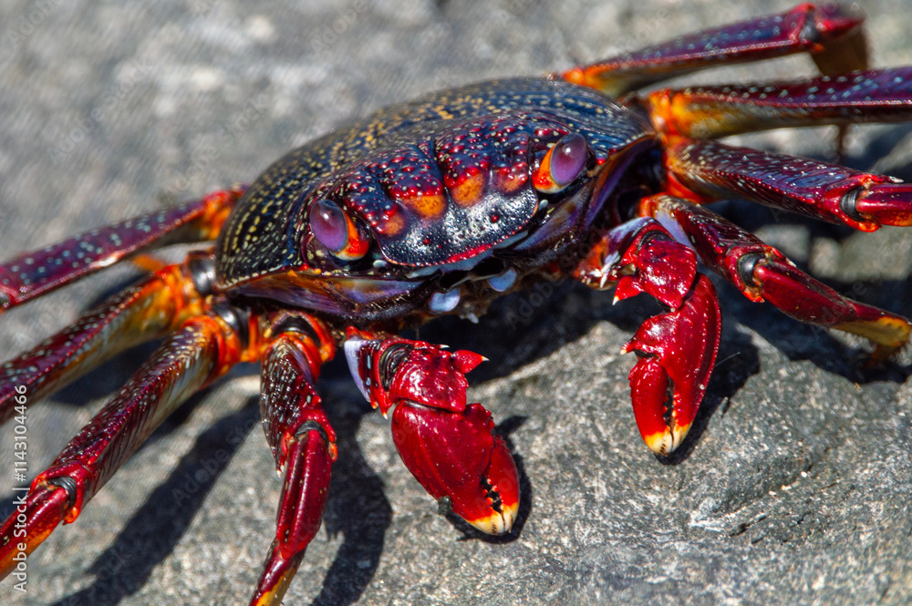 Fauna marina de las Islas Canarias. Cangrejo rojo o de roca.