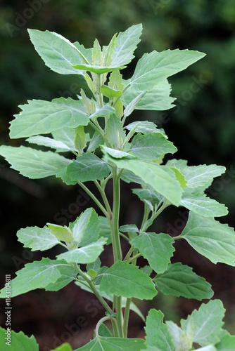 White goosefoot (Chenopodium album) grows in nature photo