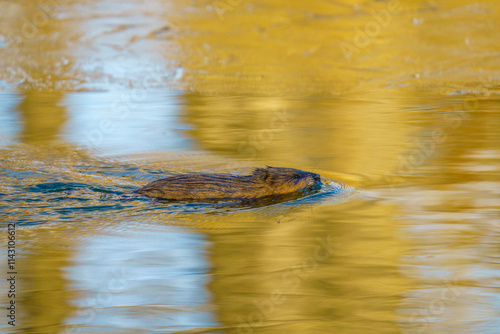 Muskrat swimming along the fridget cold waters of Canada.